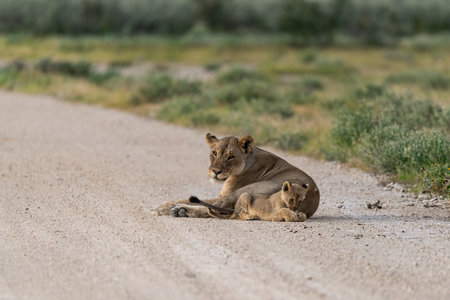 Lioness and cub in the Moremi Game Reserve (Okavango River Delta), National Park, Botswanaの写真素材