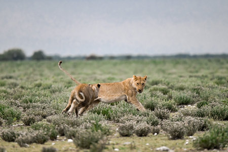 Lioness and lion cub in Etosha National Park, Namibiaの写真素材