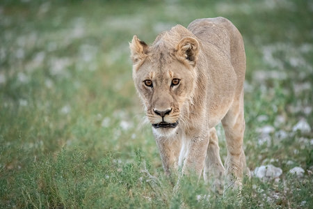 Lioness in the Okavango Delta, Botswana.の写真素材