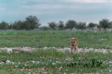Lion in the Okavango Delta - Moremi National Park in Botswanaの写真素材