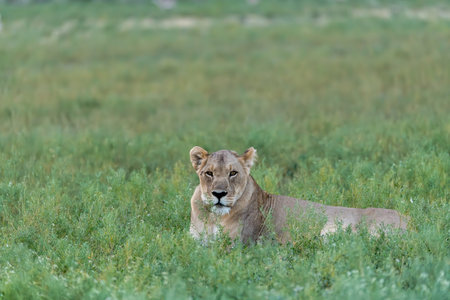 Lioness lying in grass in Serengeti National Park, Tanzaniaの写真素材