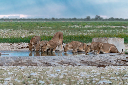 Lioness drinking at a waterhole in Etosha National Park, Namibiaの写真素材