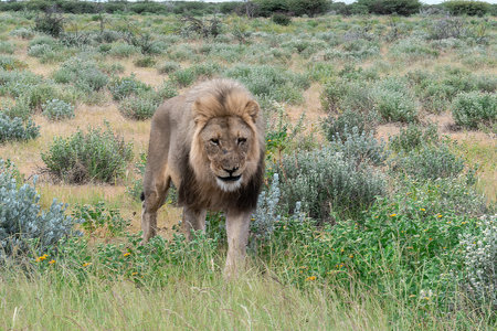 Lion in the Etosha National Park, Namibia.の写真素材