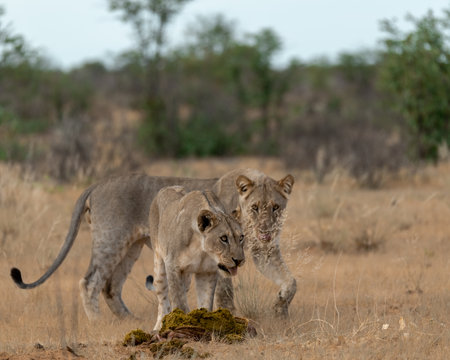 Lion cubs playing in the Okavango Delta - Moremi National Park in Botswanaの写真素材