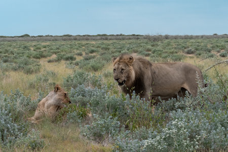 Lion and lioness in the savannah of Etosha National Park in Namibiaの写真素材