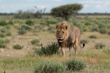 Lion in the wild.の写真素材