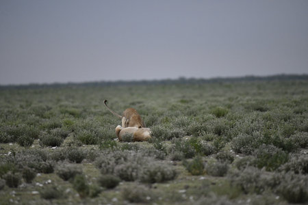 Lion in the savannah of Etosha National Park, Namibiaの写真素材
