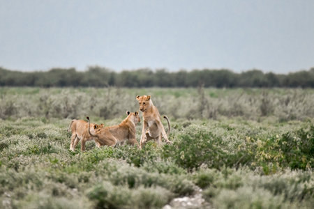 Lioness with cubsの写真素材