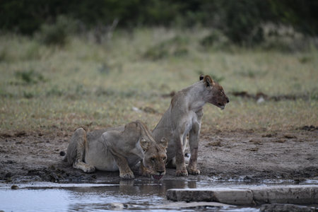 Lion drinking water from a puddle in Masai Maraの写真素材