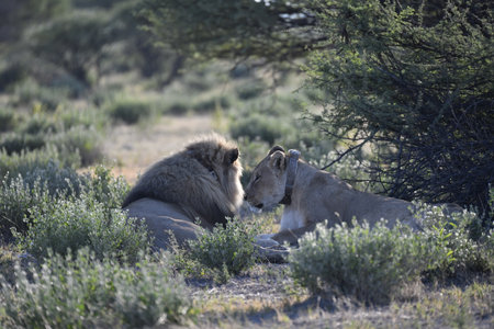 Lion and lioness in the Okavango Delta, Botswana