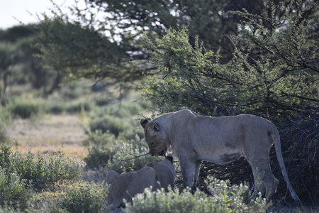 Lion in the Okavango Delta - Moremi National Park in Botswana