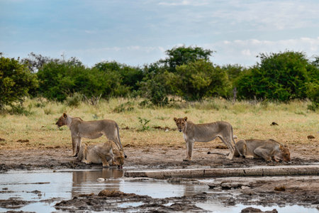 Lioness and lion cubs drinking at a waterholeの写真素材