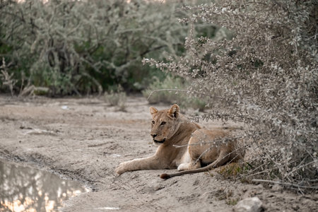 Lioness lies on the ground in the Etosha National Park, Namibia.の写真素材