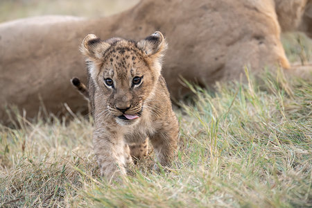 Lion cub in Maasai Mara National Park in Kenya, Africaの写真素材