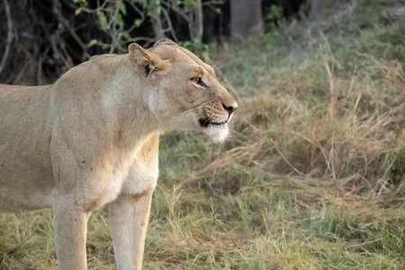 Lioness in Serengeti National Park, Tanzania, Africaの写真素材