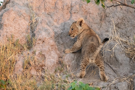 Lion cub climbing out of a hole in the ground in Kruger Park South Africa