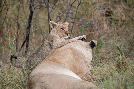 Lioness and lion cub, Maasai Mara National Park, Kenya, Africaの写真素材
