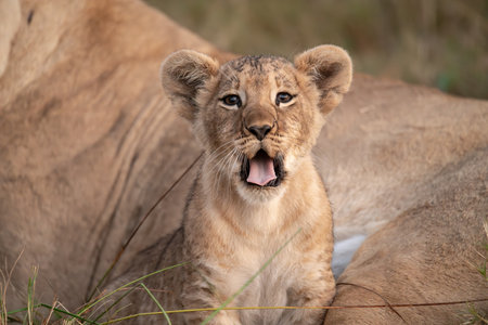 Lion cub yawning in Serengeti National Park, Tanzaniaの写真素材
