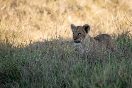 Lion cub in the grass, Maasai Mara National Park, Kenyaの写真素材