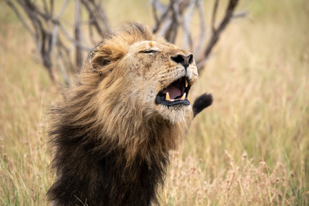 Lion in the Moremi Game Reserve (Okavango River Delta), National Park, Botswanaの写真素材
