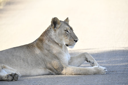 Lion lying on the road in Kruger National Park, South Africa ; Species Panthera leo family of Felidaeの写真素材