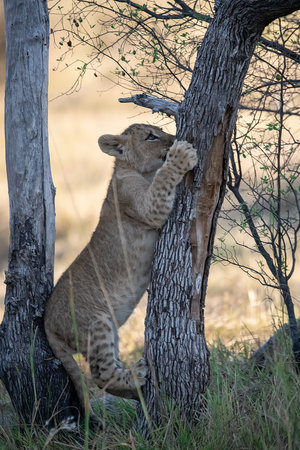 Lion cub climbing a tree in Kruger National Park, South Africa ; Species Panthera leo family of...