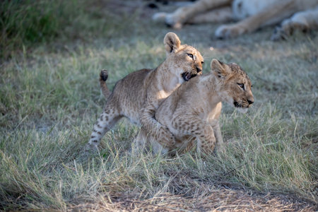 Lion cubs playing in the grass in the Chobe National Park, Botswana.の写真素材