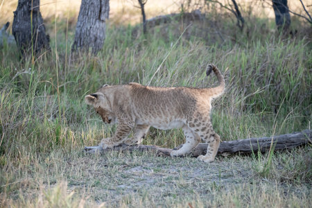 Lion cub walking in the Moremi Game Reserve (Okavango River Delta), National Park, Botswanaの写真素材