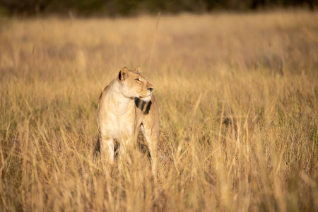Lioness in the Okavango Delta - Moremi National Park in Botswanaの写真素材
