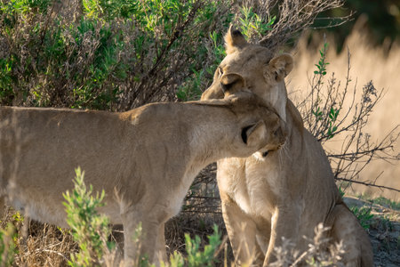 Lioness and her cub in the Chobe National Park, Botswana.の写真素材