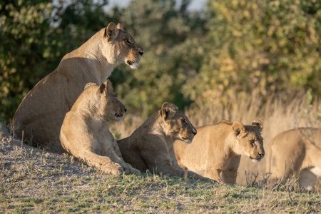 Lioness and her cubs in the Chobe National Park, Botswana.の写真素材