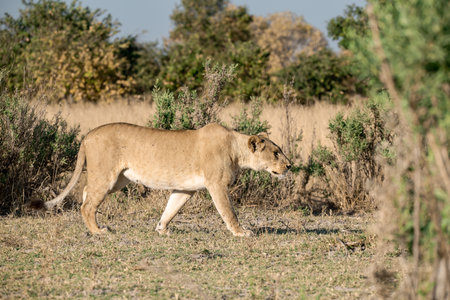 Lioness walking in the Moremi Game Reserve (Okavango River Delta), National Park, Botswanaの写真素材