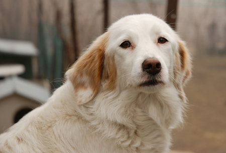 Dog breed Golden Retriever close-up on a blurred background
