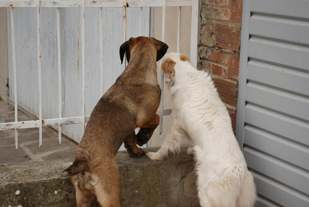 Two dogs interacting in front of a door. Selective focus.