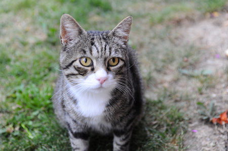 Domestic cat sitting on the grass in the garden. Selective focus.