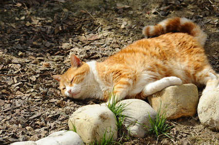 Cute ginger cat lying on the ground in the garden and relaxingの写真素材