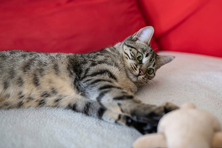 Cute bengal cat sleeping on the sofa in living room