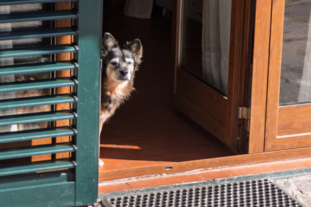 Dog in front of the door of a house in the village.の写真素材