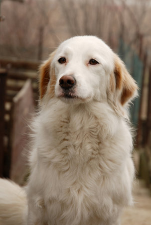 portrait of a purebred golden retriever dog on a walk