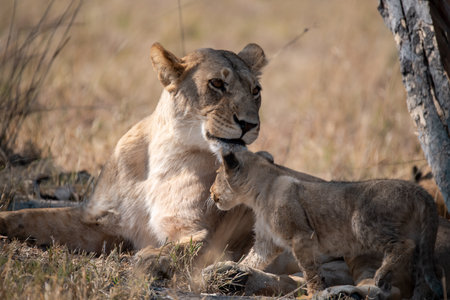 Lioness and cub in Serengeti National Park, Tanzania