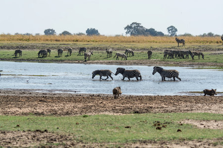 Zebras and wildebeest at a waterhole in Chobe National Park, Botswana, Africaの写真素材