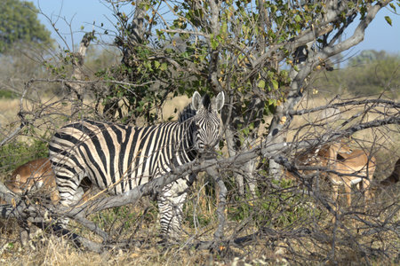 Burchell's Zebra - Equus quagga burchelliの写真素材