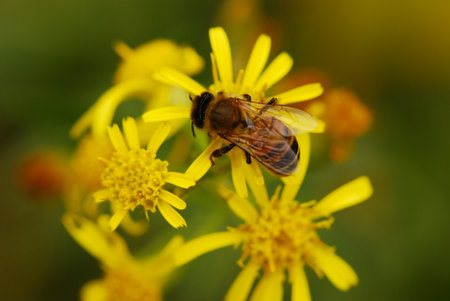 Bee on yellow flower in the garden. Macro shot. Shallow depth of field.