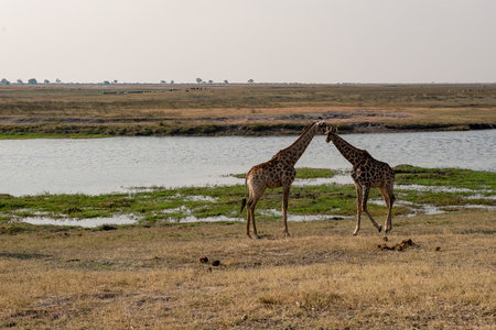 Giraffes in Chobe National Park, Botswana, Africa