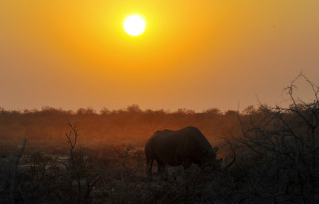 Sunset in the Okavango Delta - Moremi National Park in Botswanaの写真素材