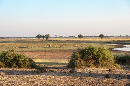 Herd of zebras in the Okavango Delta, Botswanaの写真素材