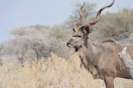 Kudu in the Etosha National Park, Namibia