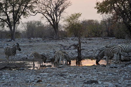 Burchell's zebras drinking at waterhole, Etosha National Park, Namibiaの写真素材