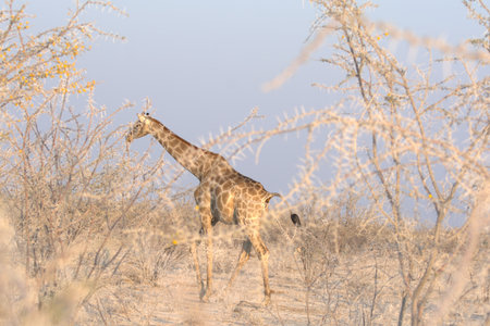 Giraffes in the Etosha National Park, Namibiaの写真素材