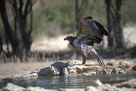 Golden Eagle, Aquila chrysaetos, single bird on water, South Africa